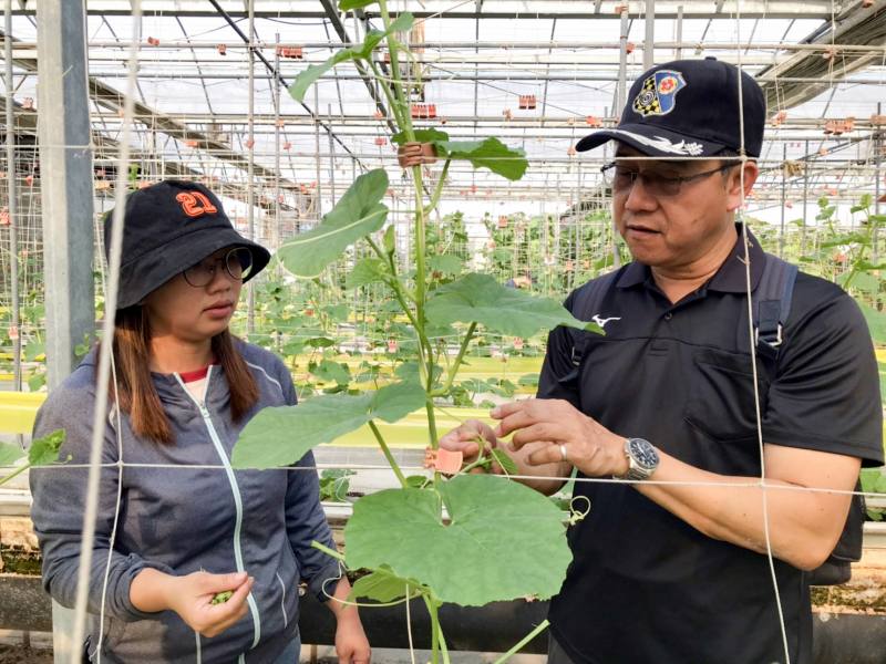 佳和農場陳國鎮農場主講解留果節位與判斷植株健壯程度的方法，學員進行實作