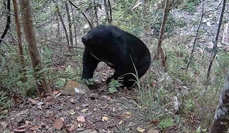 台中自達傳統獵人協會黑熊巡守隊以紅外線自動相機，拍攝到一隻體型壯碩的健康成熊影像。（林業保育署台中分署提供）