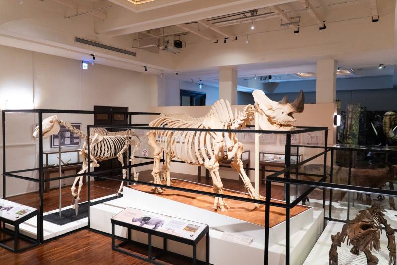 現生的白犀牛、馬等骨骼標本