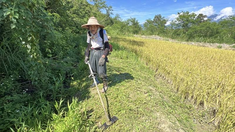 羅茂祥是台東池上地區農會目前最年長、每日風雨無阻下田工作的會員，也是台東縱谷最後一名以傳統牛耕種稻、人力收割的老農