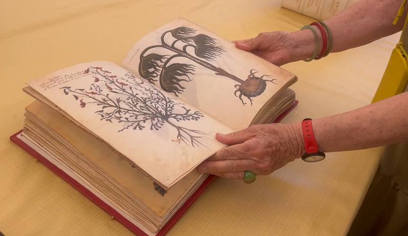 「梵蒂岡宗座圖書館」內收藏許多珍貴史料、手稿、古籍，包括這本植物標本圖鑑