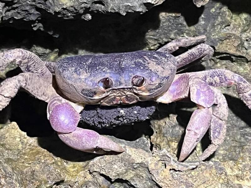 小琉球陸蟹每年5至10月為降海釋幼期，抱卵紫地蟹在遷徒過程中，面臨重重路殺危機。（小琉球陸蟹志工提供）