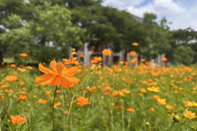 台南山上花園水道博物館規劃打造夏季較少見波斯菊花海景觀，撒下種子後經梅雨助攻，近日已逐漸綻放。（台南市文化局提供）
