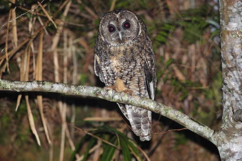 位於宜蘭縣的太平山國家森林遊樂區，在暑假期間推出夜探貓頭鷹等3項系列主題活動，遊客可報名參加，夜訪森林裡的夜行性猛禽灰林鴞（圖）。（林業及自然保育署宜蘭分署提供）