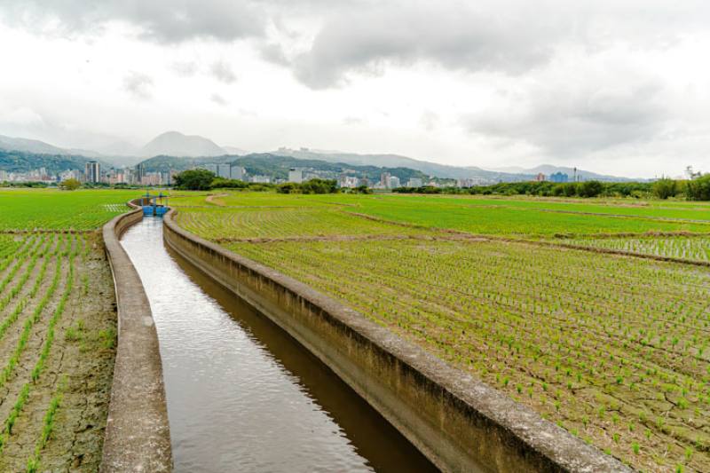 There is still a place in Taipei City where one can see a boundless stretch of wet rice paddies.​​