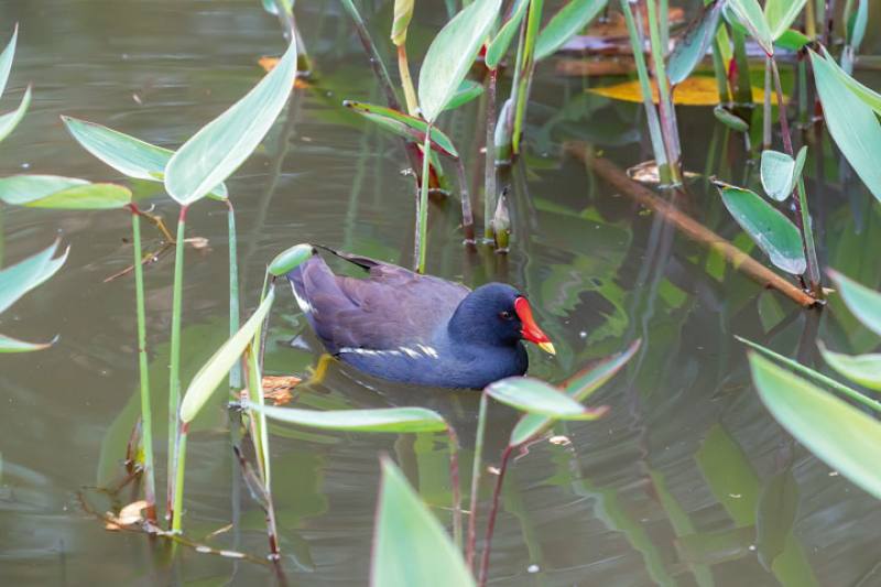 Drunken Moon Lake has a flourishing ecosystem.​​