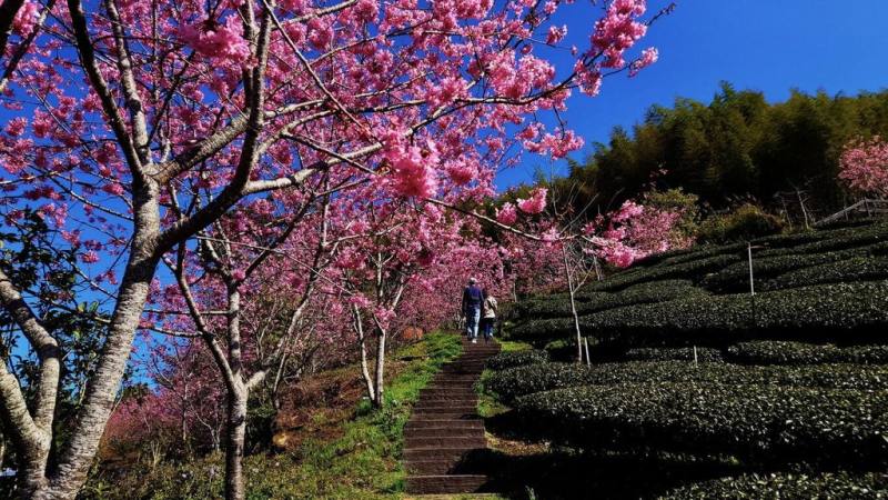 嘉義縣政府規劃於11月2日舉辦2025「嘉遊好步道 秋遊嘉鄉」健行活動，健行路線為石棹步道群，圖為春天時行走步道可穿梭櫻花、茶園、竹林間。（嘉義縣政府提供）