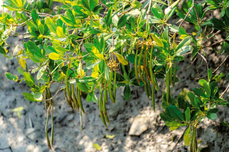 淡水河濕地提供紅樹林植物生長的豐沛環境。
