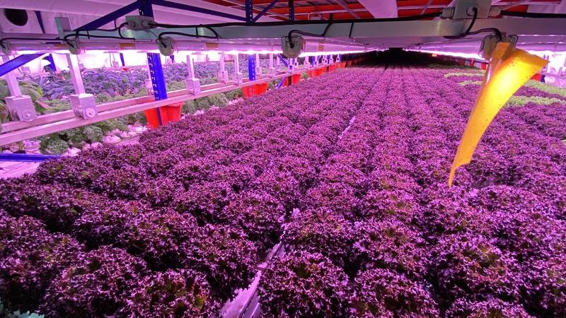 新加坡一處建築內的室內農場從荷蘭引進技術，設立高科技環境控溫