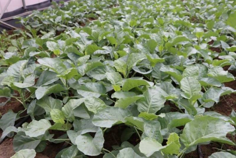 台灣夏季高溫與強降雨頻繁，對傳統葉菜栽培是極大挑戰。農業部台南區農業改良場成功育成兼具耐熱與耐濕特性的蔬菜新品種「芥藍臺南1號」，預計今夏上市。（台南區農改場提供）
