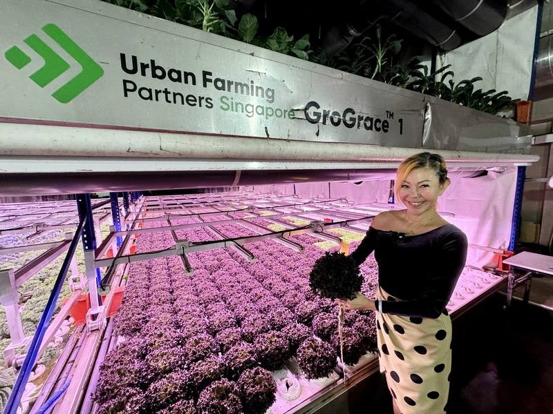 新加坡室內農場創辦人林冰心顛覆人們對傳統農夫的印象，將空氣處理設備、栽培等相關技術整合起來，運用工程與建築專業，打造室內農業環境