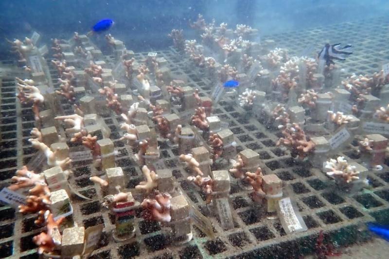 新北市漁業處表示，珊瑚礁是地球重要生態系，也是海洋生物多樣性指標。至今在卯澳灣海域廣植逾3000株珊瑚，營造貢寮海岸珊瑚友善棲地。原本每年復育500株珊瑚，預計115年將提升至每年1000株。（新北市漁業處提供）