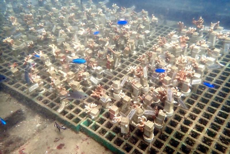 新北市漁業處表示，邀請專業潛水志工復育珊瑚，至今在卯澳灣海域廣植逾3000株珊瑚，營造貢寮海岸珊瑚友善棲地。（新北市漁業處提供）