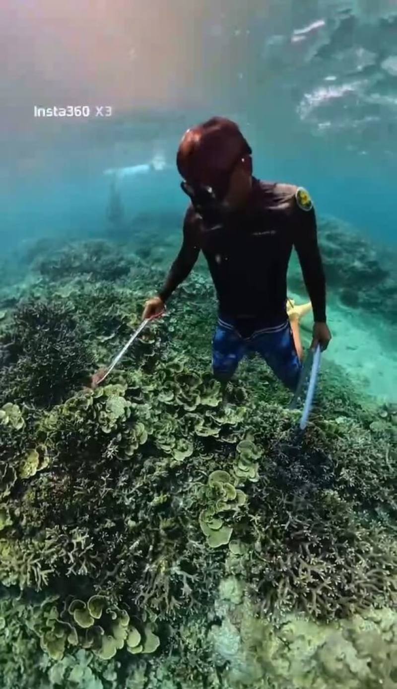 民眾5月下旬發現棘冠海星異常聚集澎湖海域，恐衝擊珊瑚覆蓋率，海洋委員會海洋保育署攜手民間單位，6月展開專案清除作業及啟動收購機制，總計移除回收224隻海星。（海保署提供）