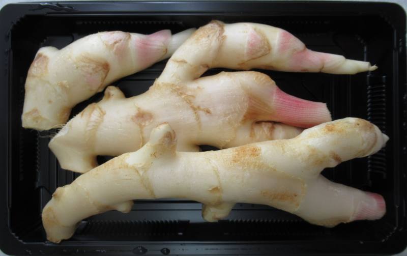 薑保鮮貯運技術處理後，在模擬貯運21天內仍保有良好外觀