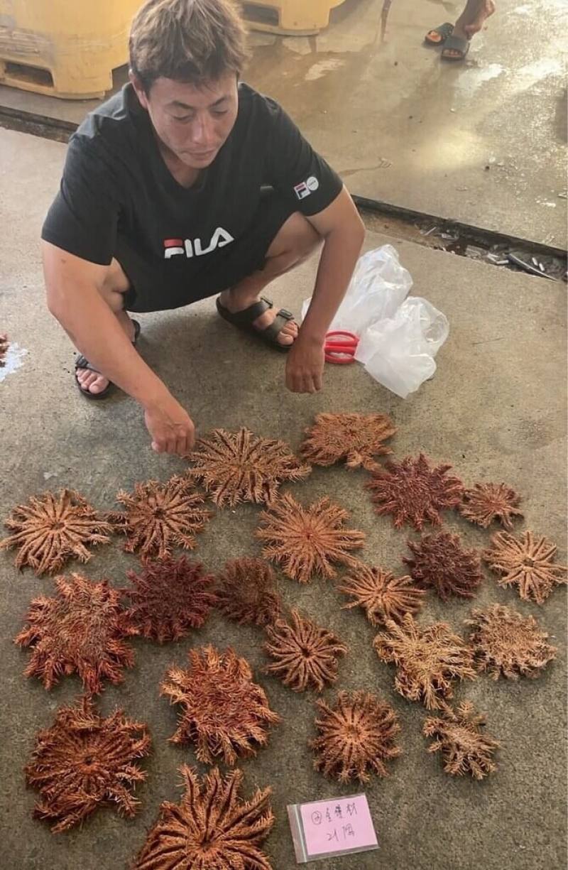 澎湖七美棘冠海星警戒值密度驚人，澎湖水域遊憩活動公會最近1個星期來，日夜進行移除，1日第一階段就收購達180隻，目前仍持續進行移除。（澎湖水域遊憩活動公會提供）