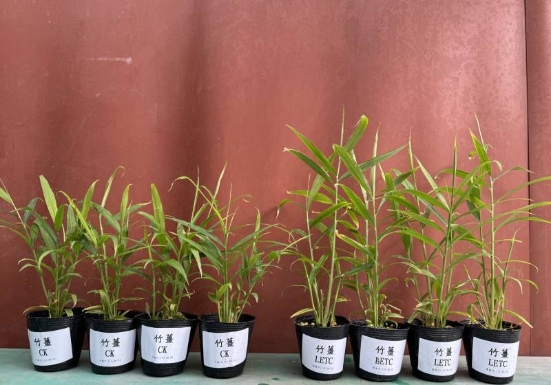 竹薑接種叢枝菌根菌可顯著促進組織培養薑苗生長(左為對照組，右為處理組)