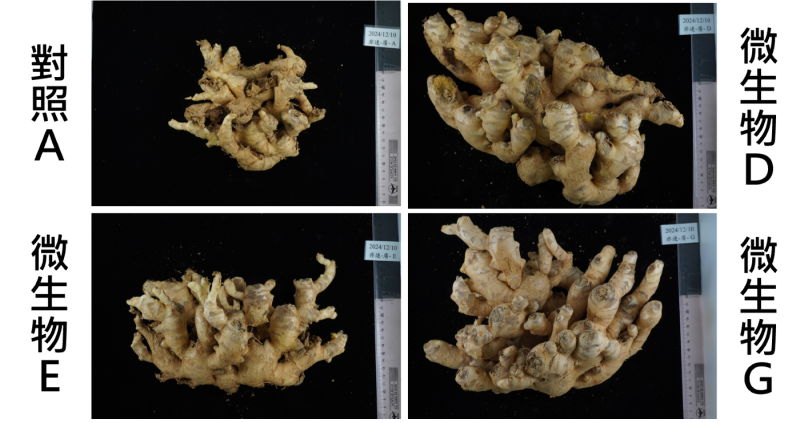 廣東薑種薑施用有益微生物可增加種薑芽點及產量