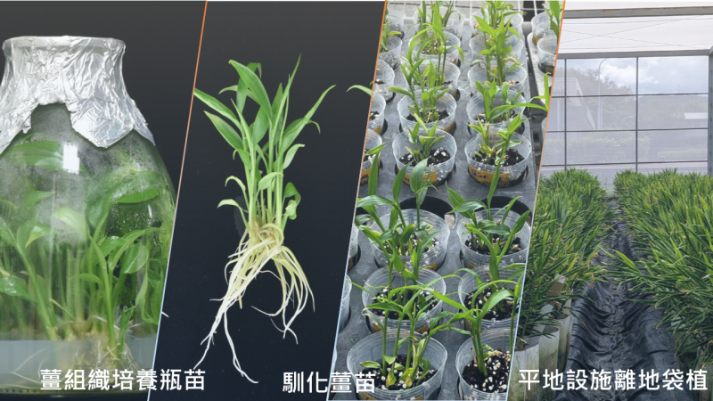 種薑促成生產技術套組，僅需1年即可生產高品質健康種薑