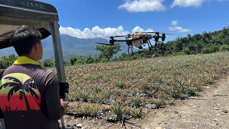 台東縱谷農田使用無人機施肥和灑藥逐漸普遍，1分地只要5至10分鐘，一方面省時省錢，也可以取代老化、不足的人力