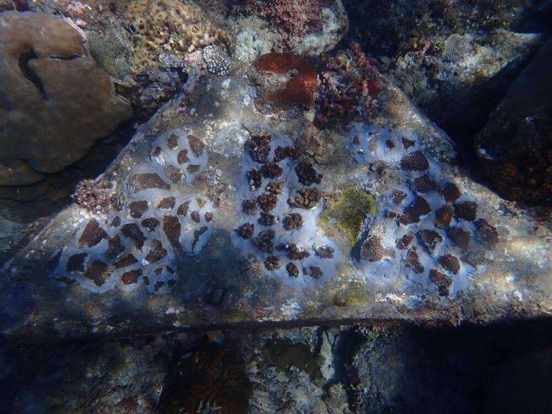 114年5月小琉球山豬溝北堤珊瑚移植