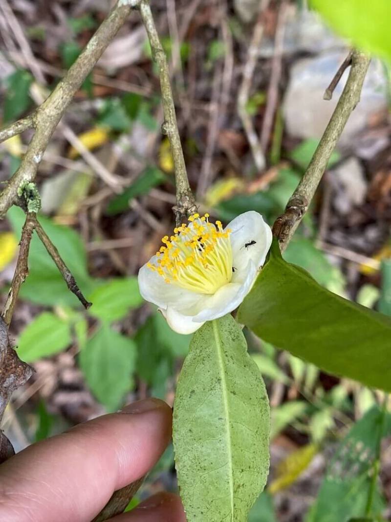 農業部林業及自然保育署南投分署舉辦台灣山茶基本特性及產業發展現況研習，邀租地造林人、林農參與，由專業人員示範眉原山品系台灣山茶苗木栽植方法。圖為台灣山茶開花。（山河海有限公司提供）