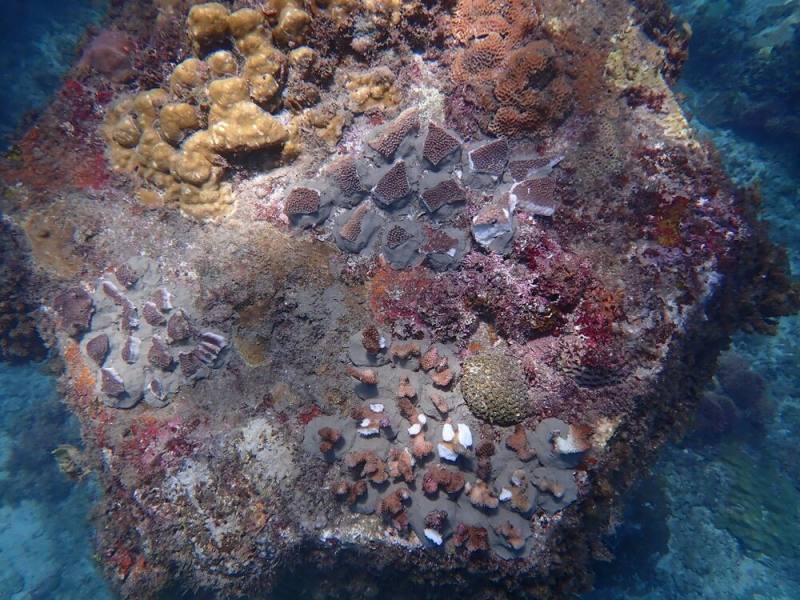 114年5月小琉球白沙港外堤珊瑚移植