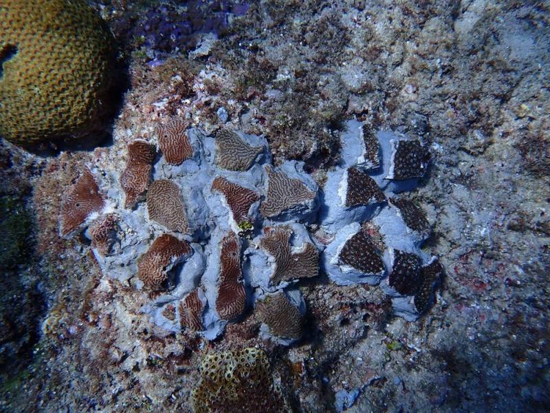 114年5月小琉球杉福天然礁珊瑚移植