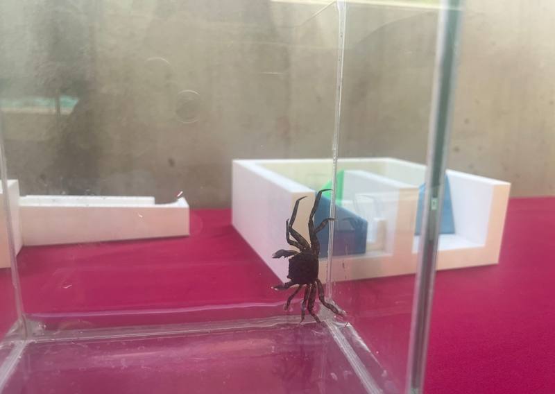 新北市水利局3日表示，考量到毛蟹在水泥魚道上溯的艱辛，碧潭堰魚道在設計之初即設置攀爬繩，114年再記錄到毛蟹（圖）洄游