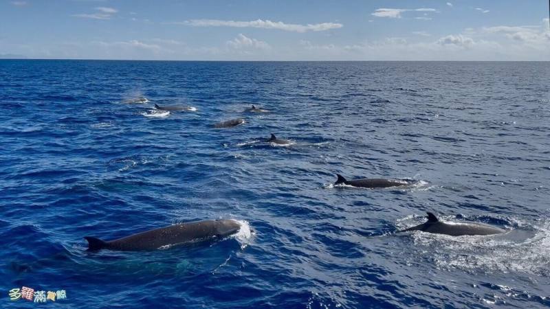 花蓮海域近日鯨豚頻繁現蹤，2日上午還觀測到一群稀有鯨種「朗氏喙鯨」，數量約30隻，推測因群體數量夠完整，鯨群對船隻並不害怕，甚至還有幾隻主動靠近，加上天氣很好，讓研究人員能近距離記錄其特徵。（多羅滿賞鯨提供）