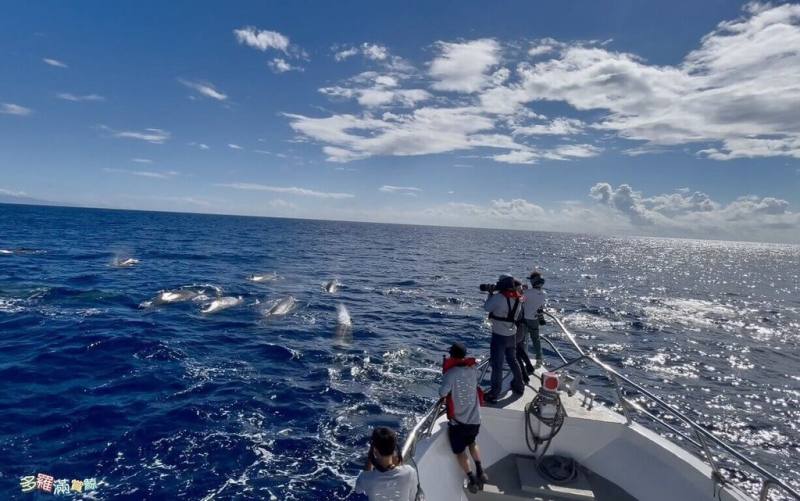 由黑潮海洋文教基金會主導、多羅滿賞鯨提供船隻支援執行的「海洋綠洲調查計畫」，2日清晨出海進行例行調查，偶遇20至30多頭朗氏喙鯨。（多羅滿賞鯨提供）