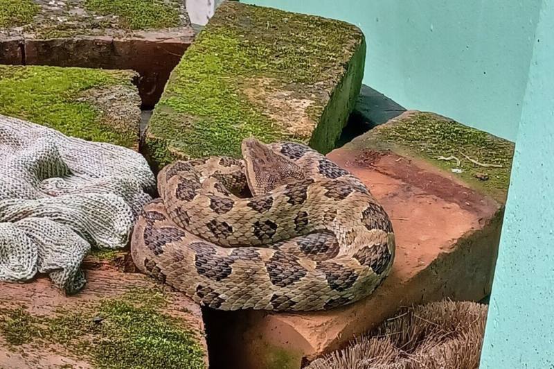 新北市動保處表示，毒蛇龜殼花（圖）習慣似繩索般盤旋成一團，有民眾在整理廚房時看到地上有一捆繩索，想隨手拿起，卻發現是龜殼花，所幸及時縮手才免遭蛇吻。（動保處提供）