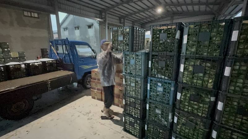 颱風丹娜絲過後，雲林縣8日早上短暫放晴，農民趕緊搶收農作物，將蔬菜運往集貨地