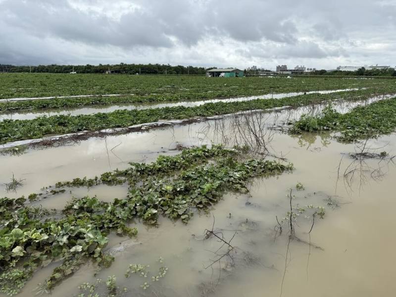 高雄地區受颱風丹娜絲影響出現農損，市府8日晚間表示，首波已爭取到西瓜、香瓜、空心菜、菠菜、金針菜等現金救助及低利貸款，9日起受理申報。