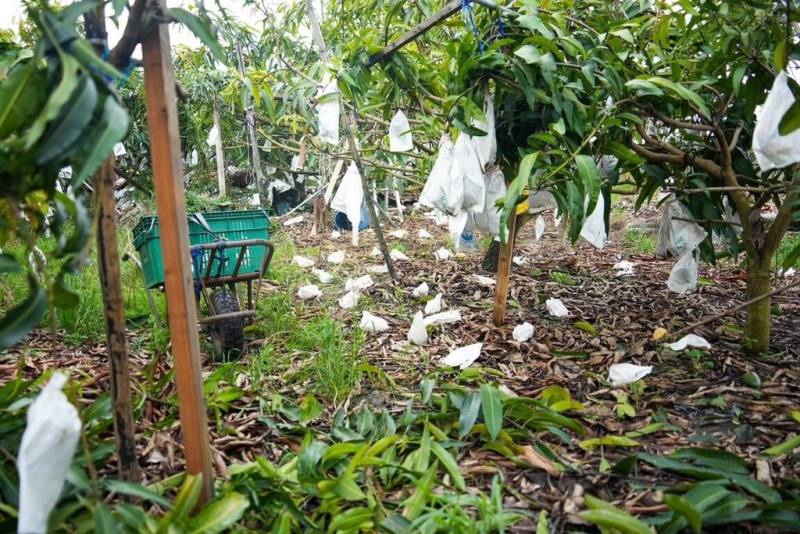 颱風丹娜絲影響，高雄部分地區出現農業災損，市府統計，截至8日下午4時，災損累計金額達新台幣3692萬元。圖為高雄一處果園受災情形