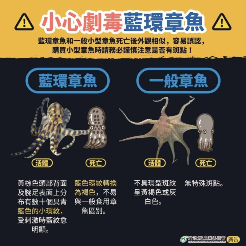 農業部曾發文教民眾分辨一般章魚及劇毒藍環章魚。（圖取自facebook.com/TaiwanMOA）