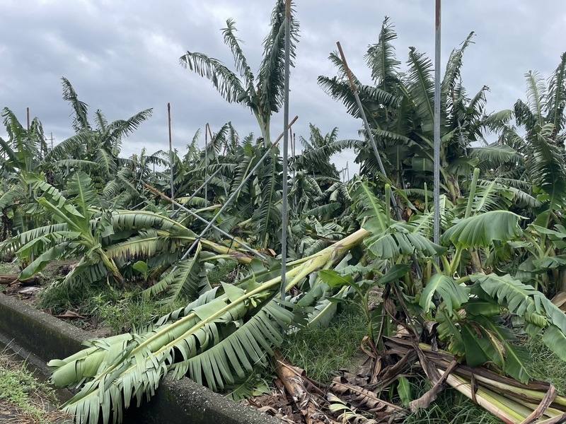 颱風丹娜絲侵襲致災，高雄市農損至9日已超過新台幣8900萬元，第2波農損救助品項包含香蕉、苦瓜、胡瓜等，10日起至23日受理申報。圖為高雄一處香蕉園受災狀況