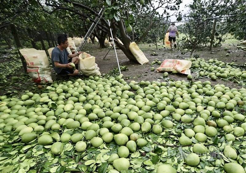 Pomelos in Tainan are blown to the ground by strong winds. CNA file photo