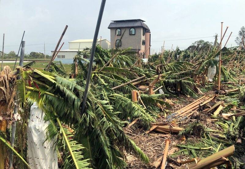 颱風丹娜絲造成嘉義縣溫網室農作嚴重災害，香蕉園的香蕉在強風吹襲下，幾乎都被攔腰折斷