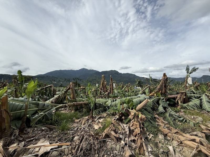 颱風影響，南投縣許多農作物損失慘重，其中香蕉損害已達現金救助標準。（南投縣政府提供）