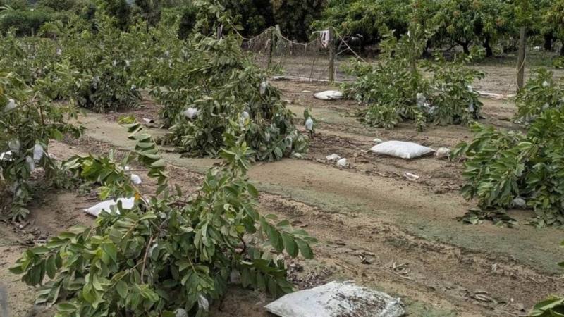 颱風丹娜絲影響，高雄市農損截至10日已超過新台幣9880萬元，市府農業局爭取到第3波救助，包含芭樂、木瓜、改良種芒果與龍鬚菜等品項，11日起受理申報。圖為高雄一處芭樂田受災狀況。（高雄市農業局提供）