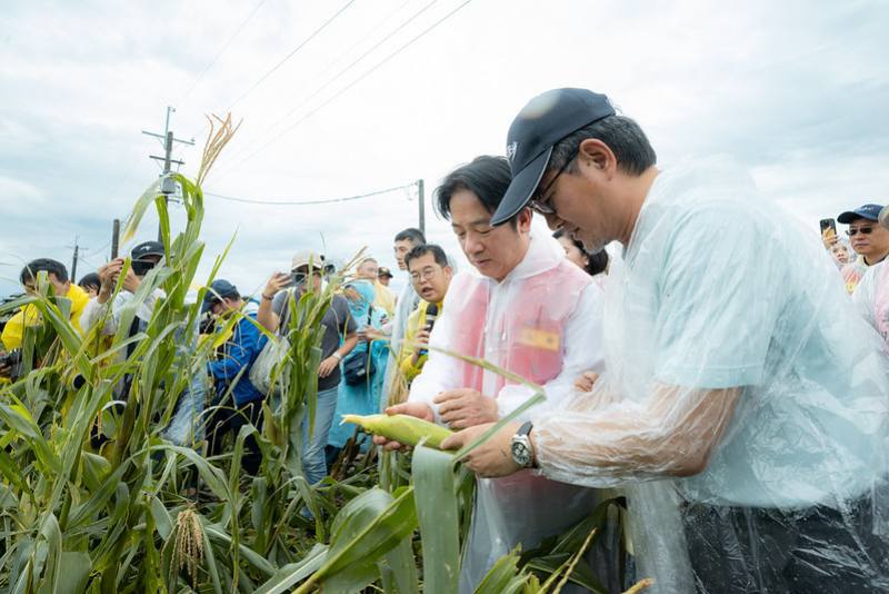受到丹娜絲颱風帶來強風及豪大雨造成雲林縣農產受損，賴清德總統10日下午前往視察食用玉米及短期葉菜受損情形
