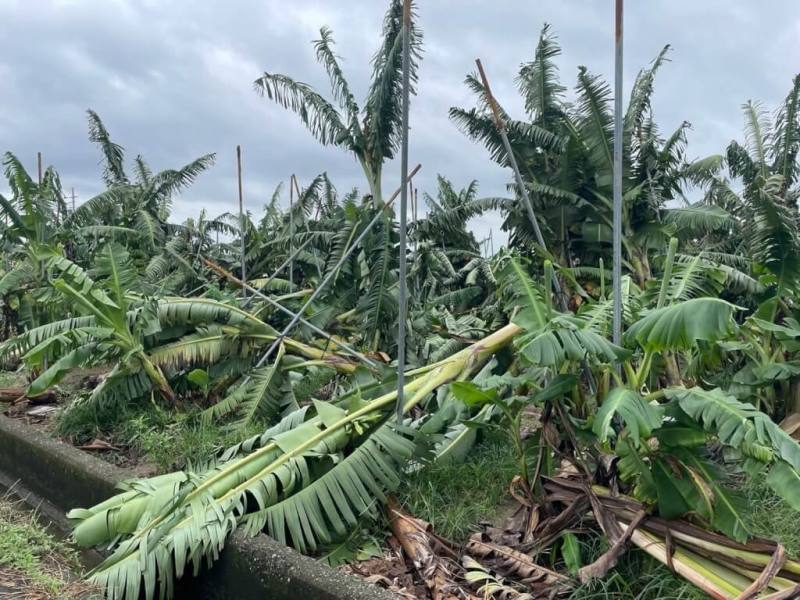 颱風丹娜絲侵襲台灣，高雄一處香蕉園受災。（高雄市農業局提供）