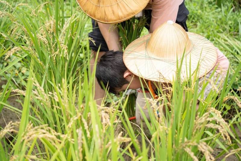 台北市立動物園「呷好稻香報」農事體驗營12日進行收稻課程，讓親子回到4個月前種下的稻田收割、打穀，體驗農夫豐收時的喜悅與成就。（台北市立動物園提供）