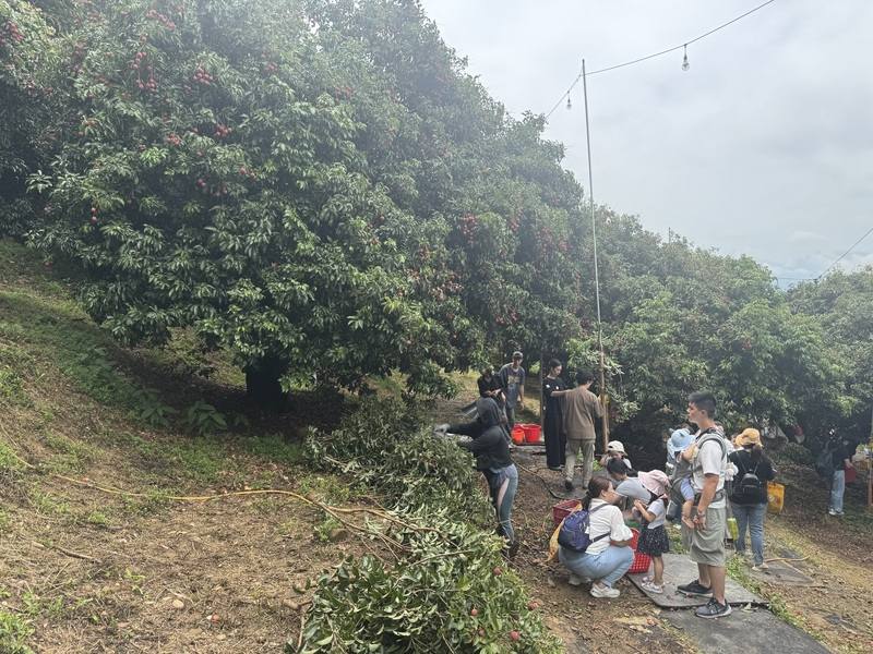 新竹市是全台最北的荔枝產區，在地果農表示，荔枝產季預計20日進入尾聲，目前仍有桂味品種可讓民眾摘採，呼籲民眾把握品嚐機會。