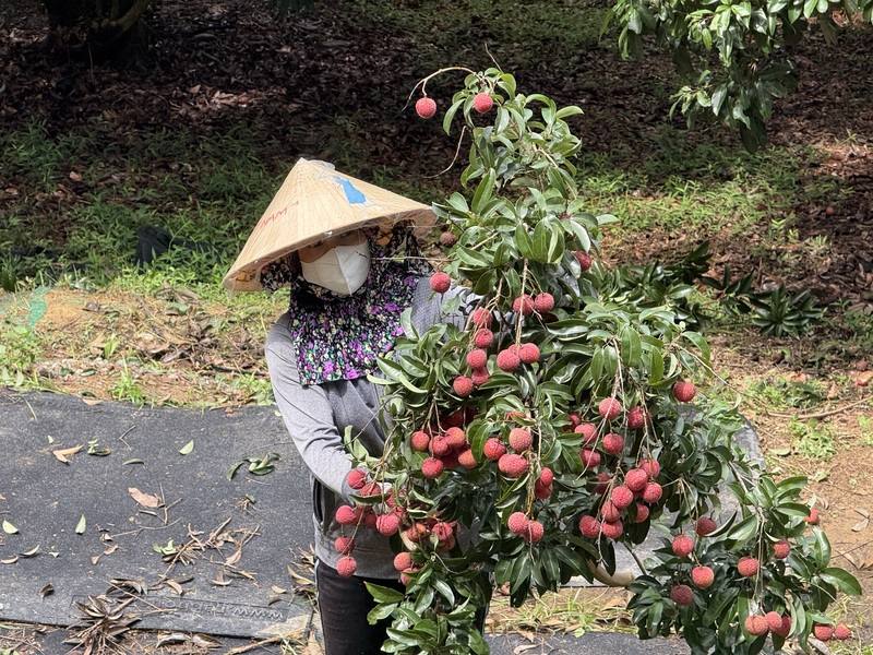 新竹市荔枝果農表示，荔枝產季預計20日結束，目前仍有桂味品種，呼籲民眾把握時機品嚐。