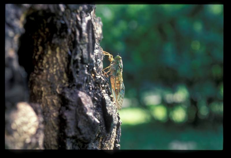 走進陽明山國家公園區內步道，耳朵就先被熱鬧非凡的蟬鳴包圍