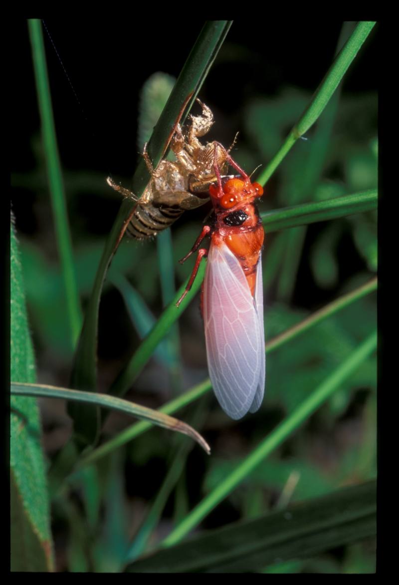 陽明山國家公園多樣天然環境  提供蟬良好的棲地