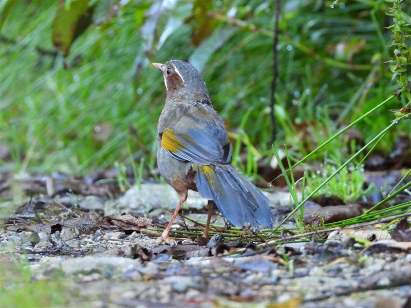 A white-whiskered laughingthrush (also known as Formosan laughingthrush) is seen during a birdwatching competition on Daxueshan (Mount Daxue) in central Taiwan in September 2024. Photo courtesy of the Forestry and Nature Conservation Agency's Taichung Bra
