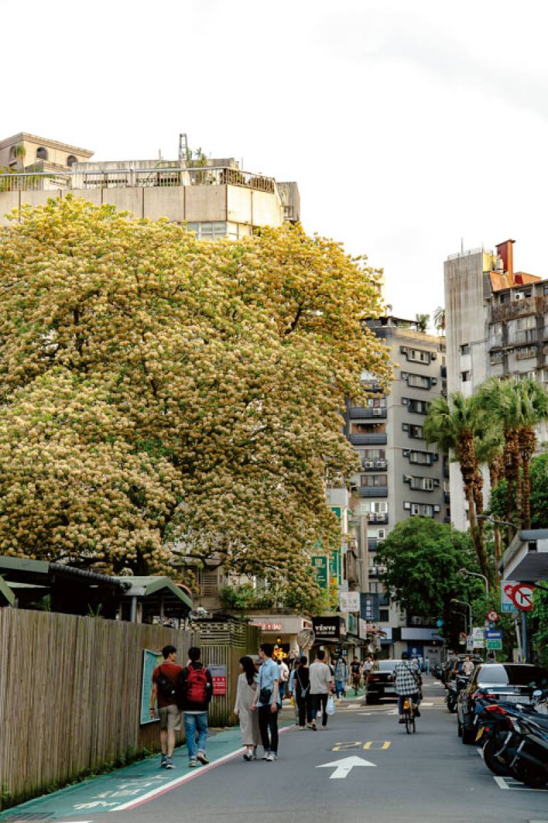 This garlic pear tree (Crateva religiosa) near the NTU campus is covered in yellow and white blooms every spring. Set against the area’s old buildings, the tree creates a scene that invites people to linger and come back time and again.